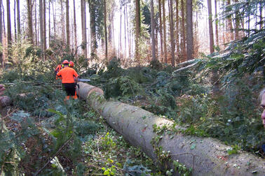 40 Meter Baum auf dem Waldboden